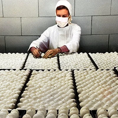 The Asian Flu Pandemic, a new strain of the flu virus originating in Singapore, claims a million lives worldwide from 1956 to 1958, including 110,000 lives in the U.S. A vaccine incubated in eggs is developed in the US in the fall of 1957.